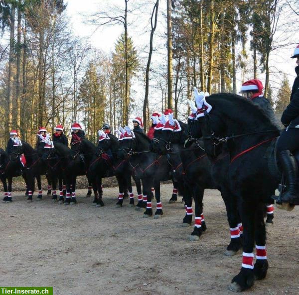 Bild 2: Reitbeteiligung auf Friesenpferden im Rafzerfeld