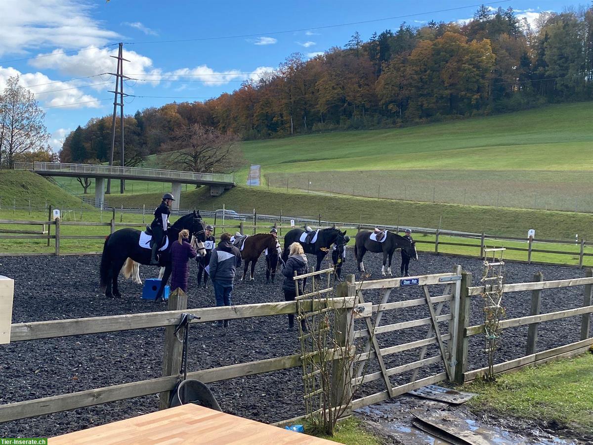 Bild 4: Mobiler Klassischer Reitunterricht mit viel Sitzarbeit im Rafzerfeld