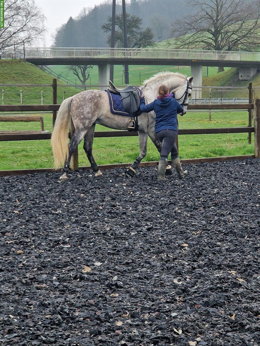 Bild 6: Mobiler Klassischer Reitunterricht mit viel Sitzarbeit im Rafzerfeld