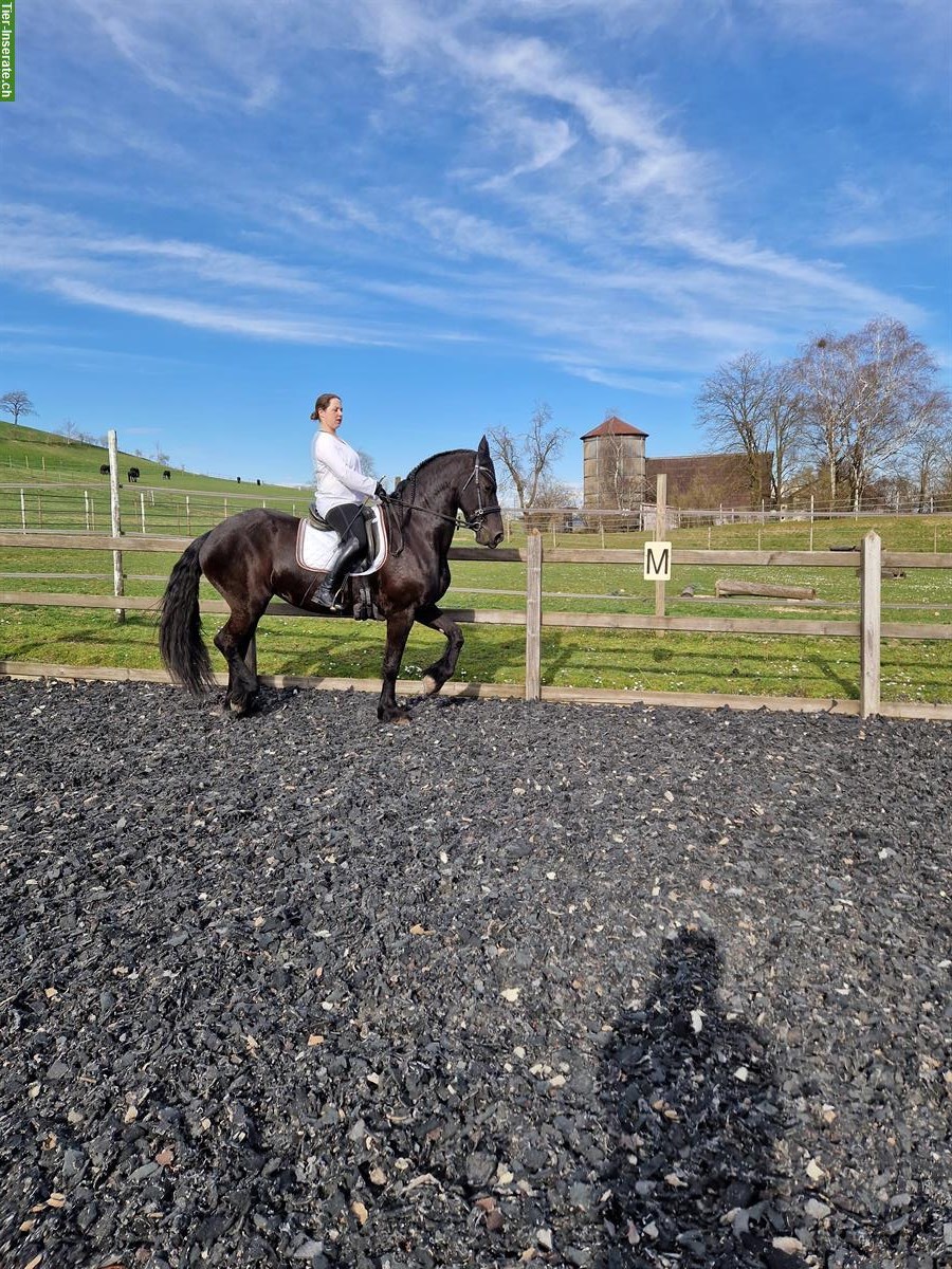 Bild 7: Mobiler Klassischer Reitunterricht mit viel Sitzarbeit im Rafzerfeld