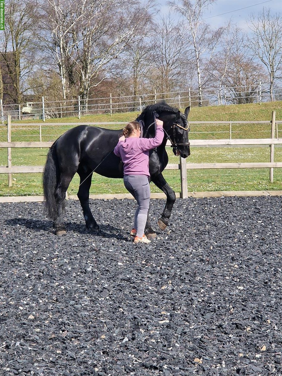 Bild 8: Mobiler Klassischer Reitunterricht mit viel Sitzarbeit im Rafzerfeld