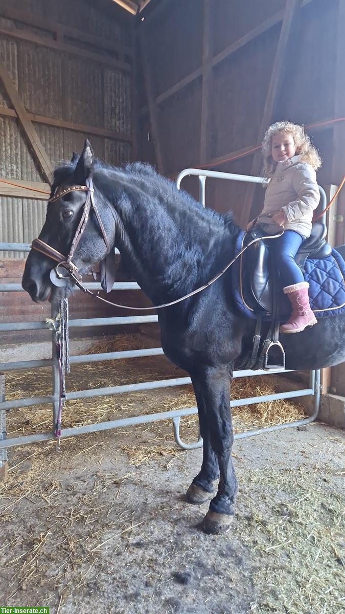 Bild 9: Mobiler Klassischer Reitunterricht mit viel Sitzarbeit im Rafzerfeld