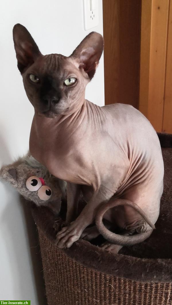 Bild 3: Sphynx Deckkater, Black Nose, reinrassig