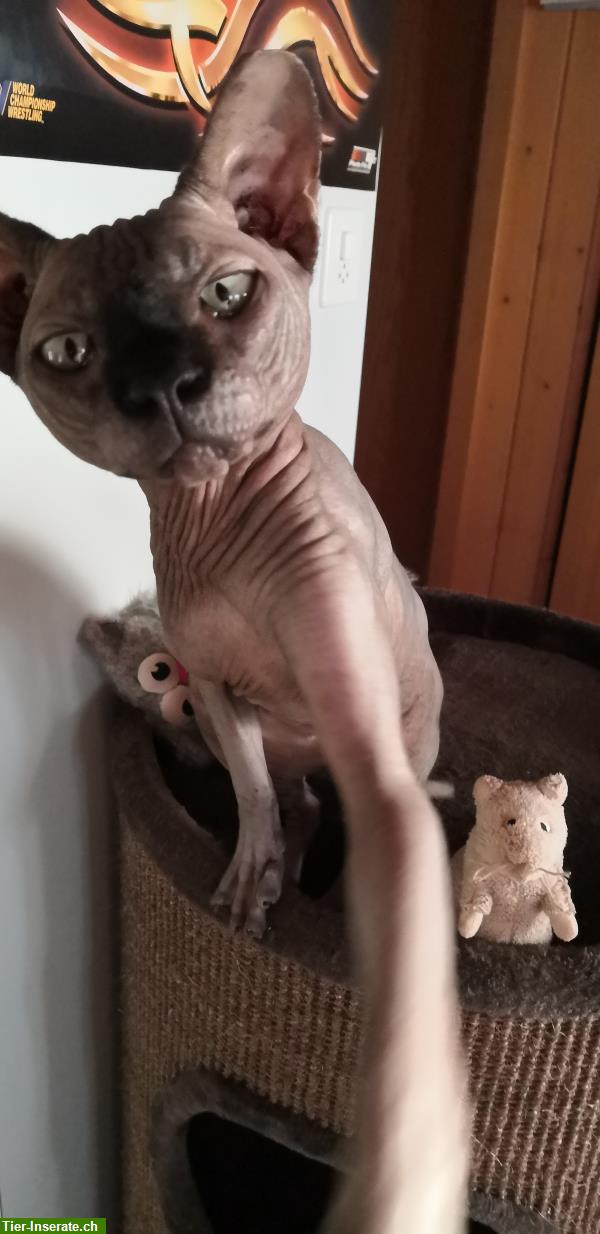 Bild 5: Sphynx Deckkater, Black Nose, reinrassig