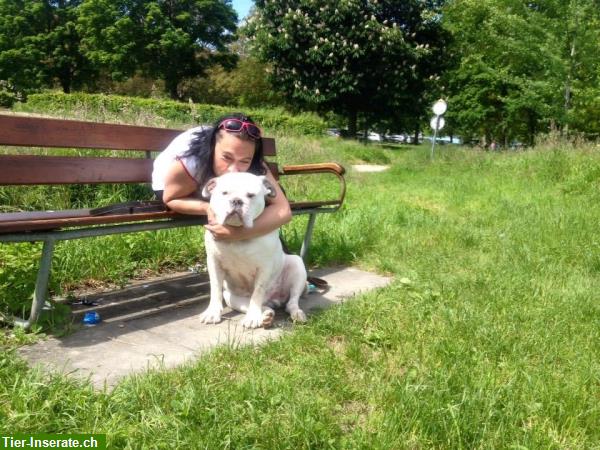 Bild 8: Bieten Hunde Tagesbetreuung - Wochenend - Ferienplatz