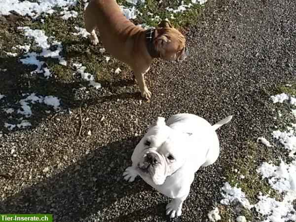 Bild 3: Bieten Training für verhaltensauffällige Hunde