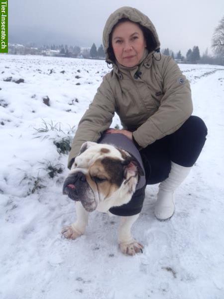 Bild 6: Bieten Training für verhaltensauffällige Hunde