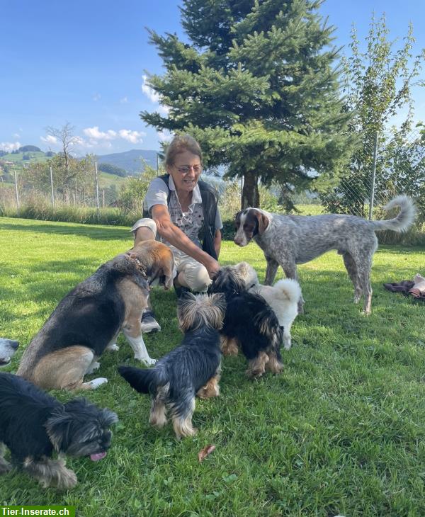 Hundekurs: Welpenförderung in Goldingen SG
