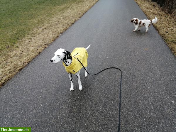 Hunde Tagesplätze und Ferienplätze, sowie Gassi Service