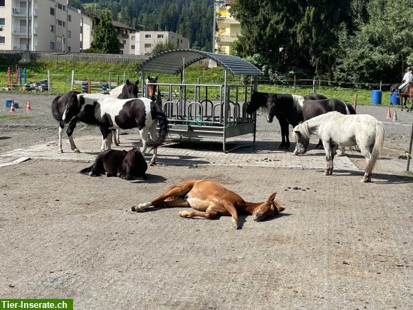 Reitlager im Bündnerland im Frühling, Sommer & Herbst