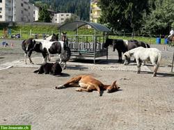 Reitlager im Bündnerland im Frühling, Sommer & Herbst