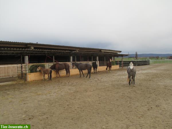 Bild 2: Pferde Offenstallplätze in 8216 Oberhallau SH