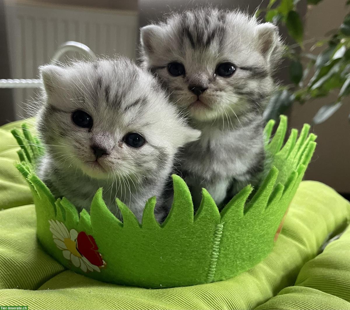 BKH Kitten, black silver tabby classic aus Bayern