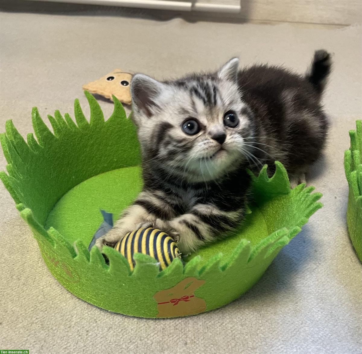 Bild 10: BKH Kitten, black silver tabby classic aus Bayern
