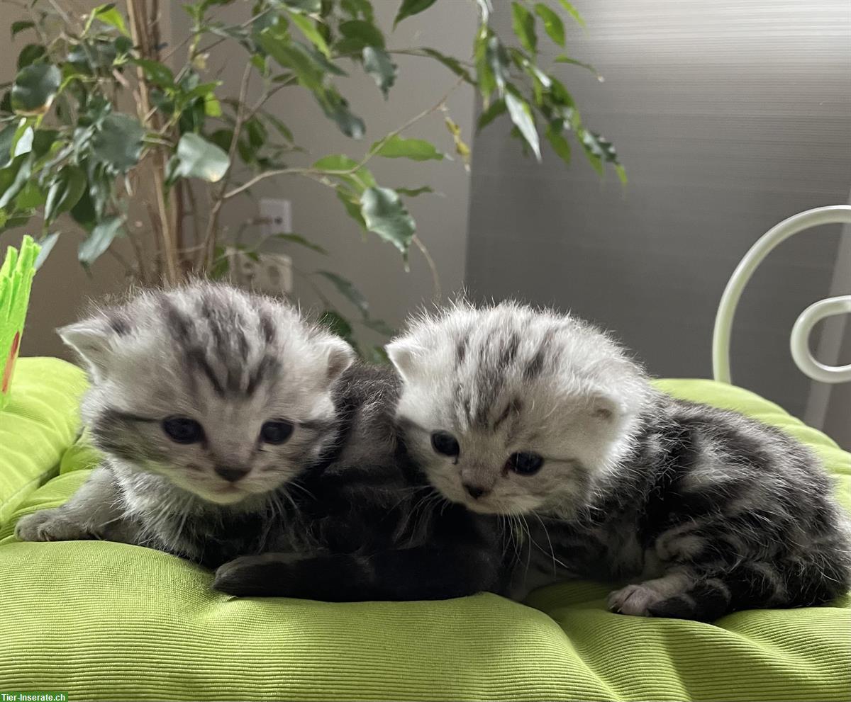 Bild 3: BKH Kitten black silver tabby classic mit Papiere aus Bayern