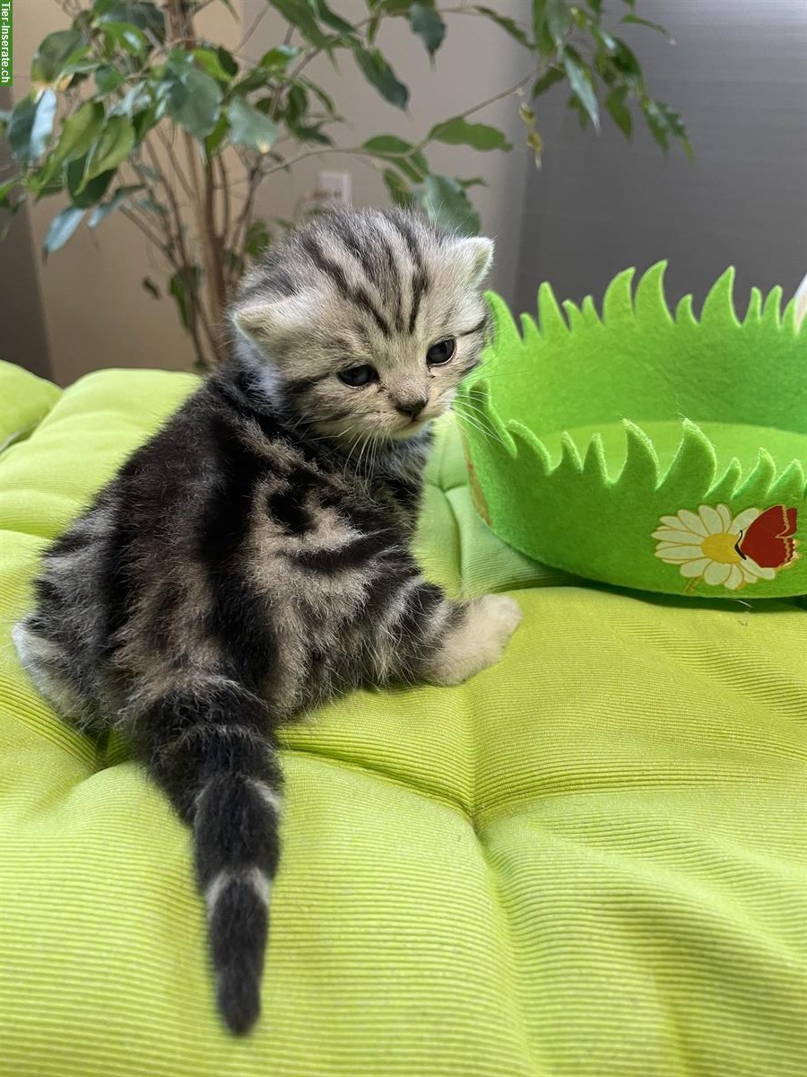 Bild 7: BKH Kitten, black silver tabby classic aus Bayern