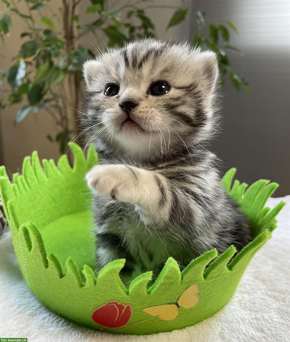Bild 9: BKH Kitten, black silver tabby classic aus Bayern