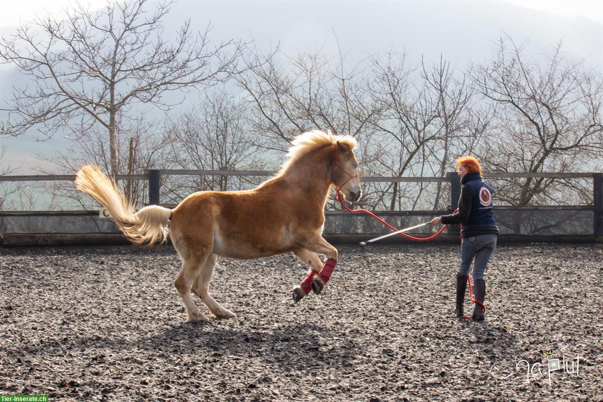 Bild 3: Rainbow Horsemanship Nadine Frei (Horsemanship nach MKA) BL, Nordwestschweiz