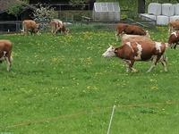 Simmentaler Kühe zu verkaufen