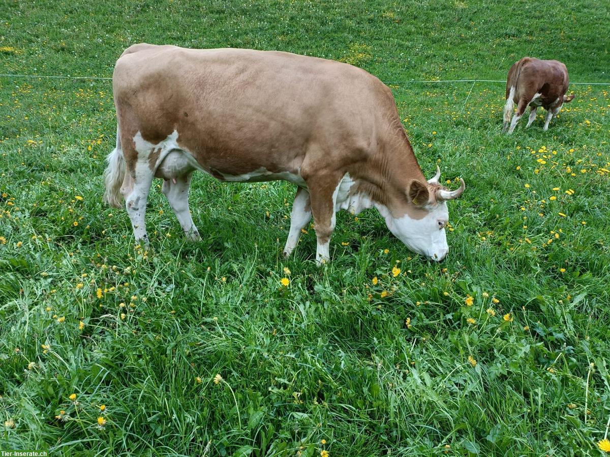 Bild 2: Simmentaler Kühe zu verkaufen