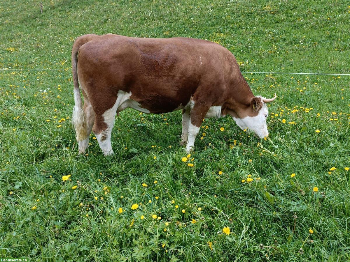 Bild 2: Simmentaler Kühe zu verkaufen