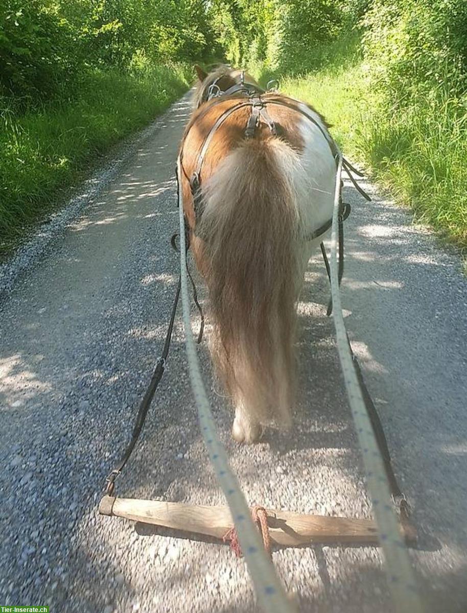 Einfahrtraining mit Kutsche/Sulky für ihr Pony