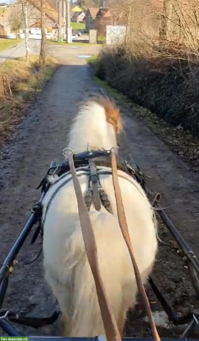 Bild 2: Einfahrtraining mit Kutsche/Sulky für ihr Pony