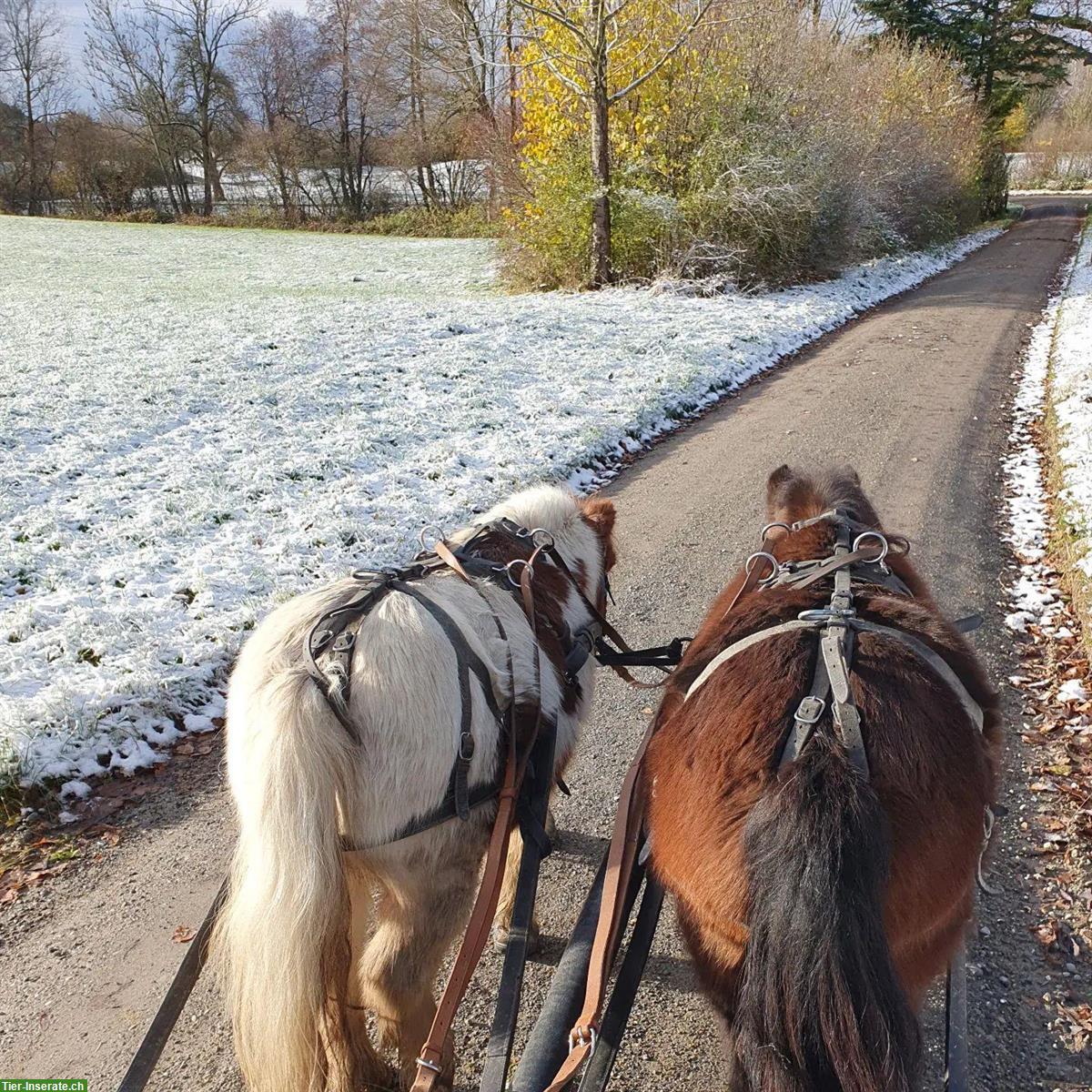 Bild 3: Einfahrtraining mit Kutsche/Sulky für ihr Pony