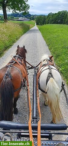 Bild 4: Einfahrtraining mit Kutsche/Sulky für ihr Pony