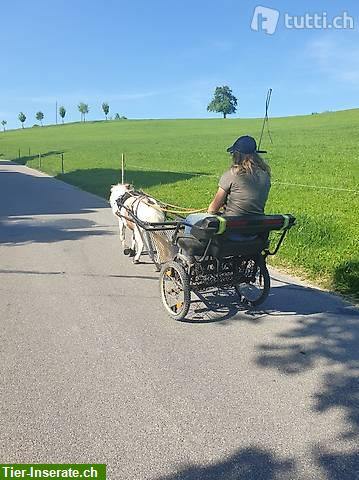 Bild 5: Einfahrtraining mit Kutsche/Sulky für ihr Pony