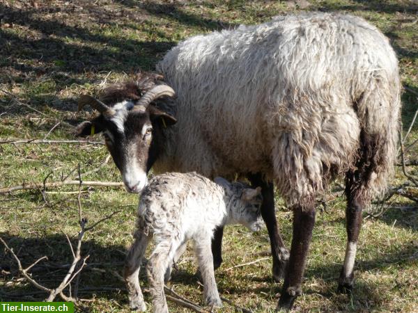 Guteschafe, gehörnte Gotlandschafe zu verkaufen