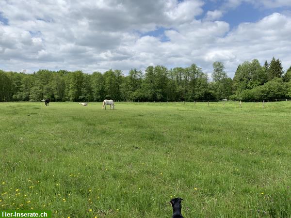 Weite Alterspferdeweiden, Offenstallungen, Betreuung, Jura/Elsass