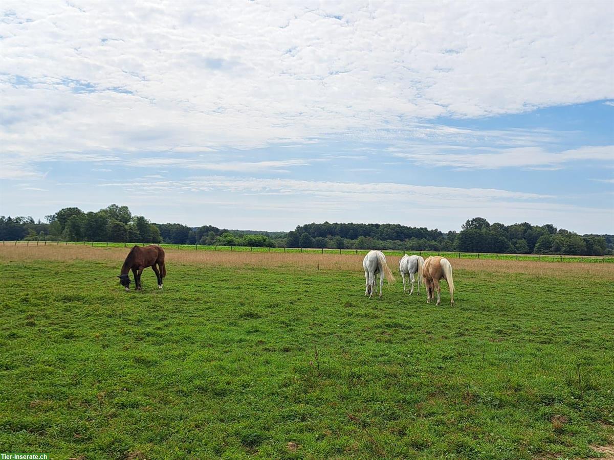 Bild 10: Weite Alterspferdeweiden, Offenstallungen, Betreuung, Jura/Elsass