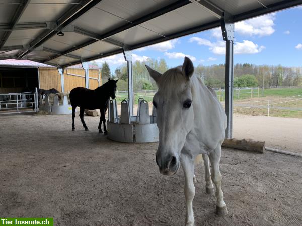 Bild 5: Weite Alterspferdeweiden, Offenstallungen, Betreuung, Jura/Elsass