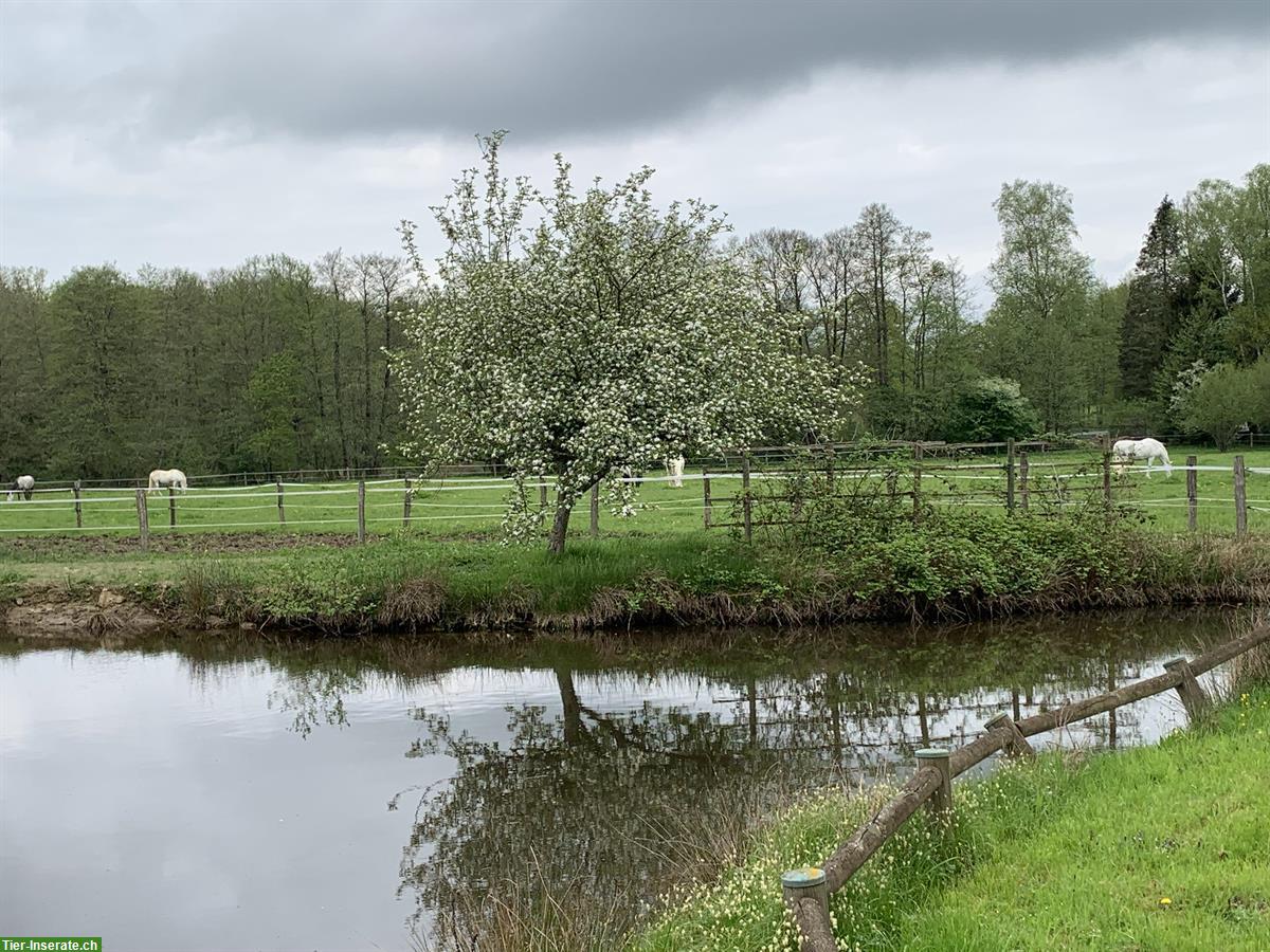 Bild 9: Weite Alterspferdeweiden, Offenstallungen, Betreuung, Jura/Elsass