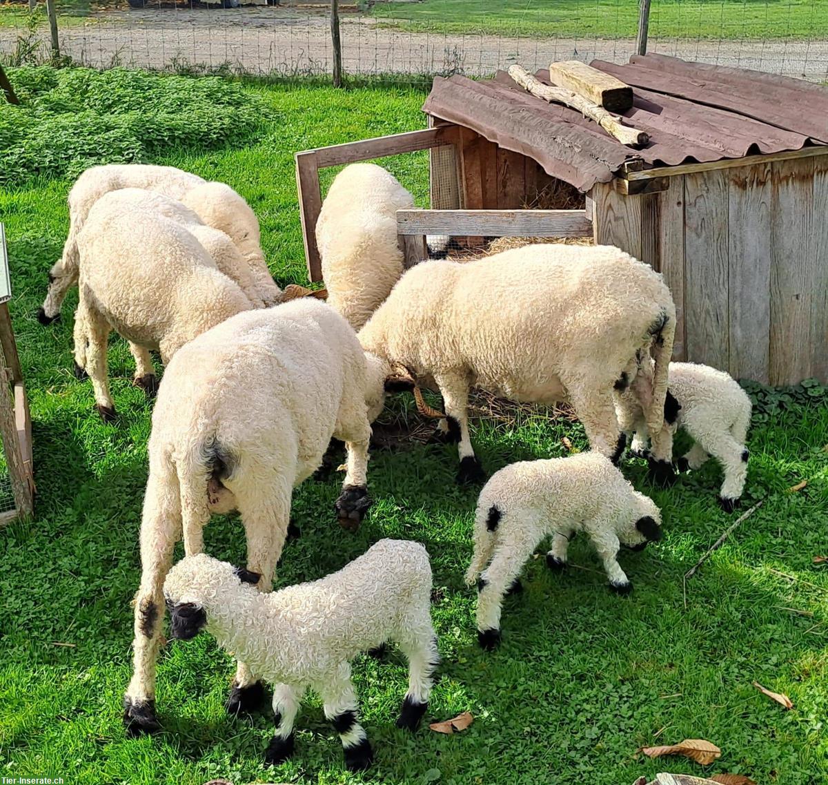 Walliser Schwarznasen von der Frohburg