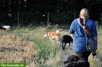 Bild 2: Hundebetreuung mit Familienanschluss - 2025: Noch freie Plätze!