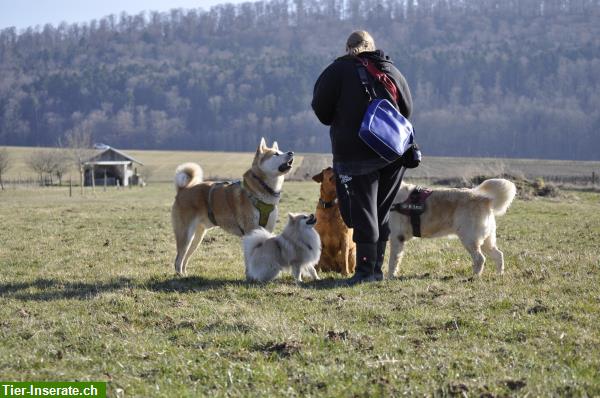 Bild 5: Hundebetreuung mit Familienanschluss - 2025: Noch freie Plätze!