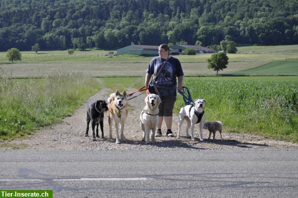 Bild 6: Hundebetreuung mit Familienanschluss - 2025: Noch freie Plätze!