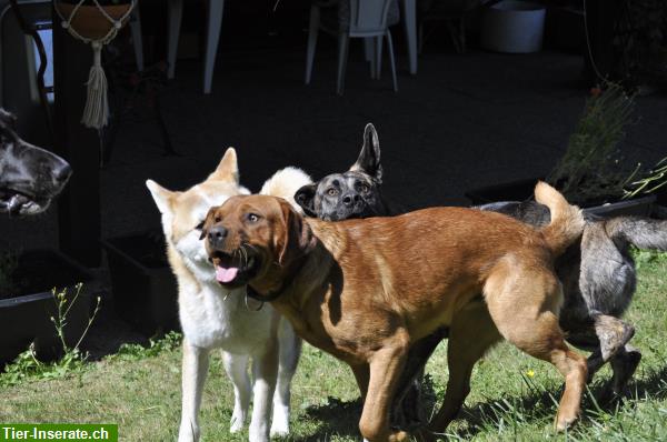 Bild 7: Hundebetreuung mit Familienanschluss - 2025: Noch freie Plätze!