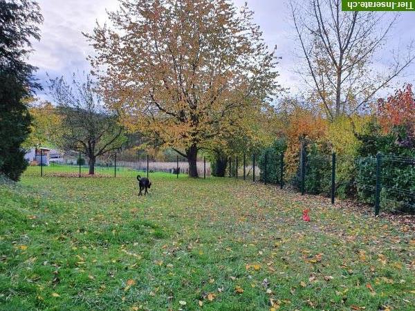 Bild 8: Hundebetreuung mit Familienanschluss - 2025: Noch freie Plätze!