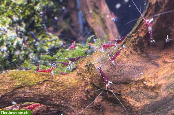 Kardinalsgarnelen, Caridina dennerli abzugeben