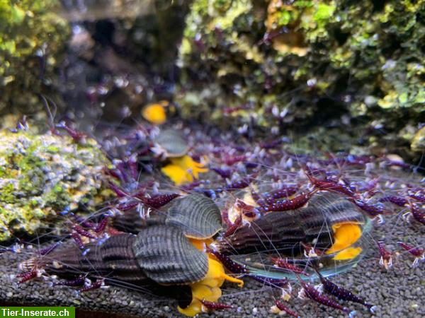 Bild 2: Kardinalsgarnelen, Caridina dennerli abzugeben