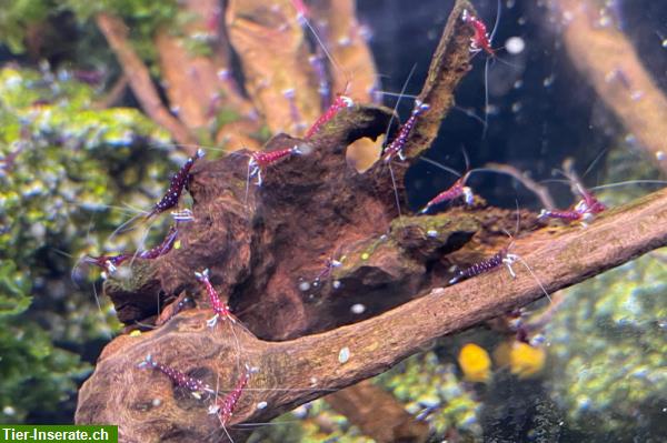 Bild 3: Kardinalsgarnelen, Caridina dennerli abzugeben