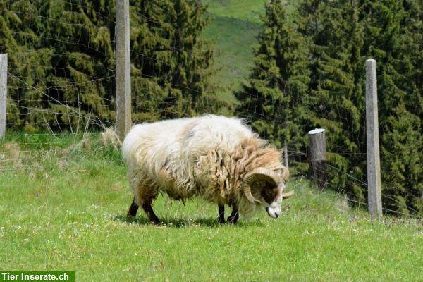 Bild 3: 5-jähriger Skudden Schafbock zu vermieten oder verkaufen