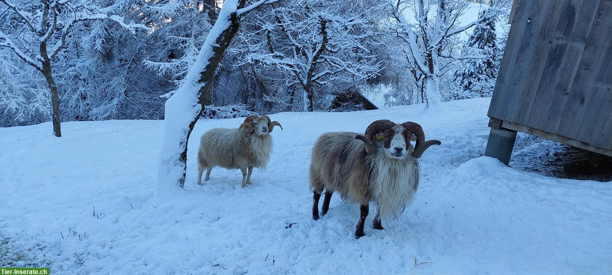 Bild 4: Lieber Skudden Schafbock zu vermieten