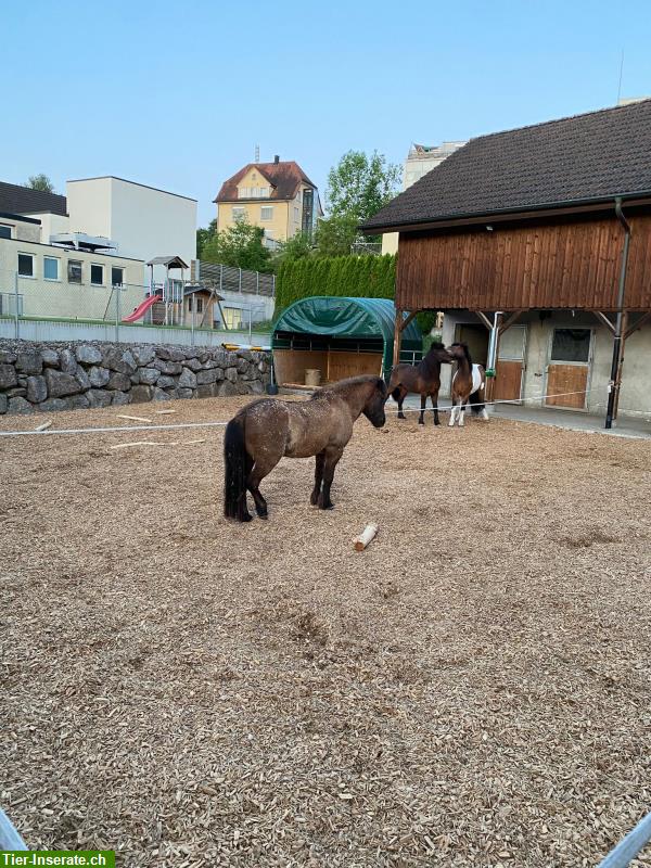 Auslaufboxen/Offenstall zu vermieten, Kanton St. Gallen