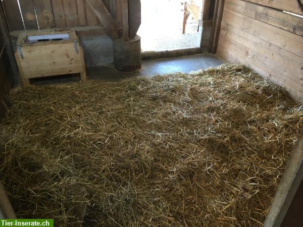 Bild 3: Biete private Pferdebetreuung / Stalldienste im ZH-Oberland