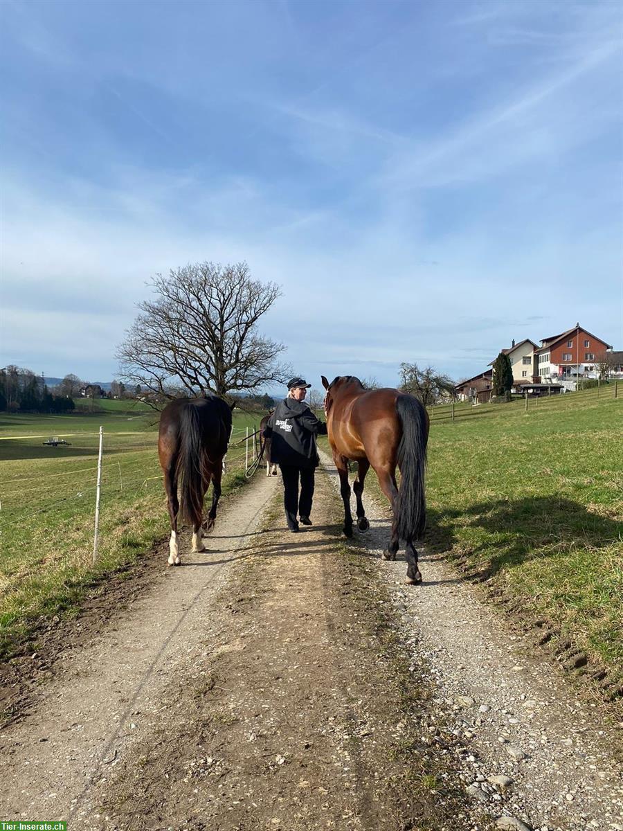 Bild 7: Biete private Pferdebetreuung / Stalldienste im ZH-Oberland