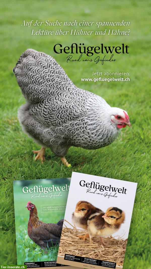 Bild 4: «Geflügelwelt» | das neue Fachmagazin für Geflügelhalter und -Züchter